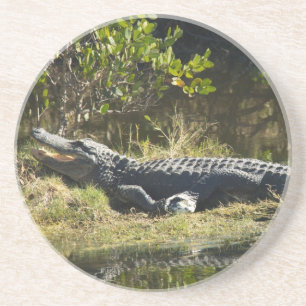 American Alligator Resting Wetland Nature Coaster