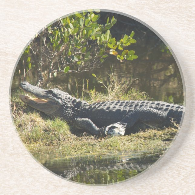 American Alligator Resting Wetland Nature Coaster (Front)