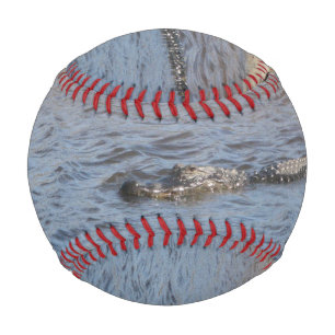 American Alligator Swimming in a Marsh River  Baseball