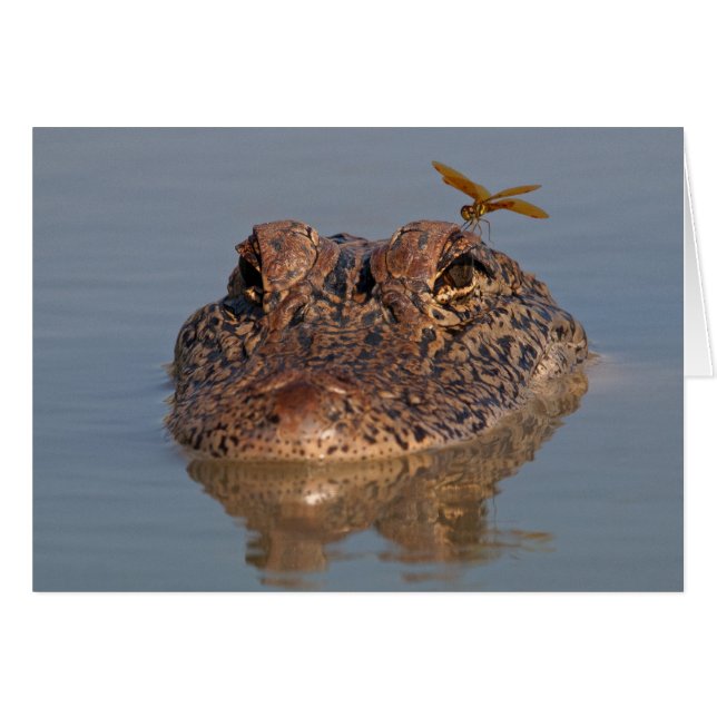 American Alligator with Dragonfly (Front Horizontal)
