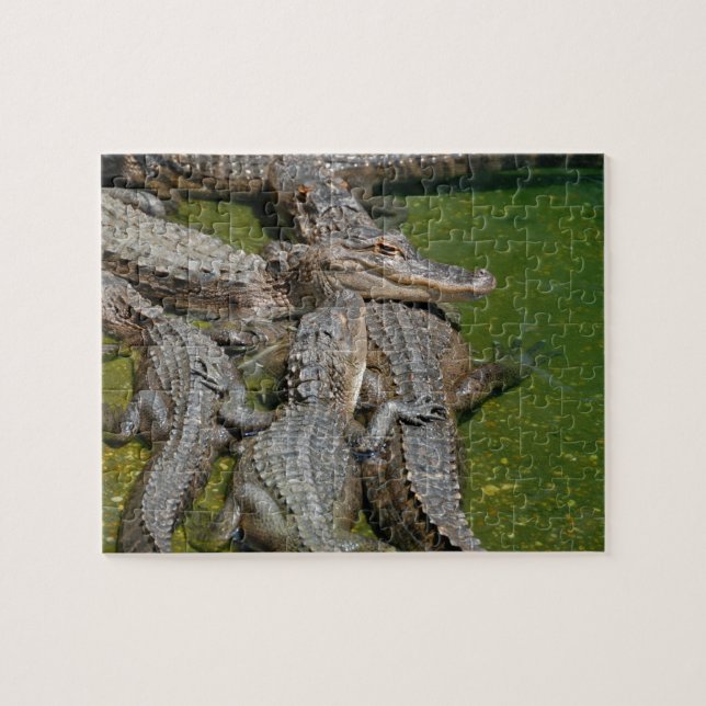 American Alligators Jigsaw Puzzle (Horizontal)