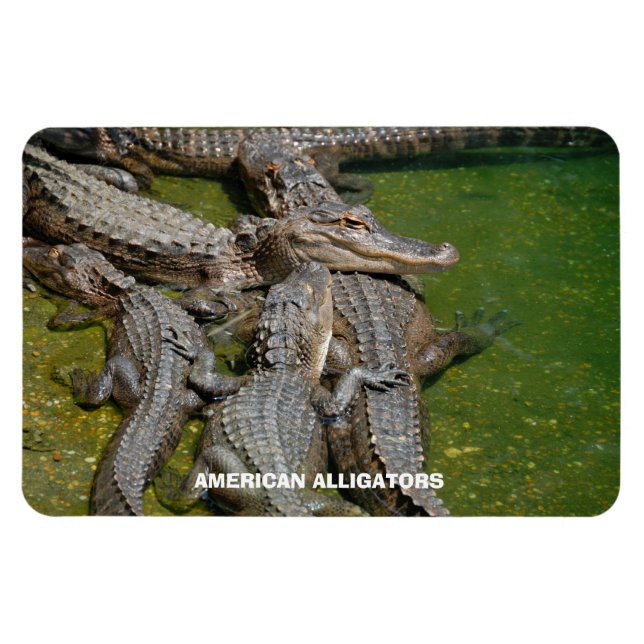 American Alligators Magnet (Horizontal)