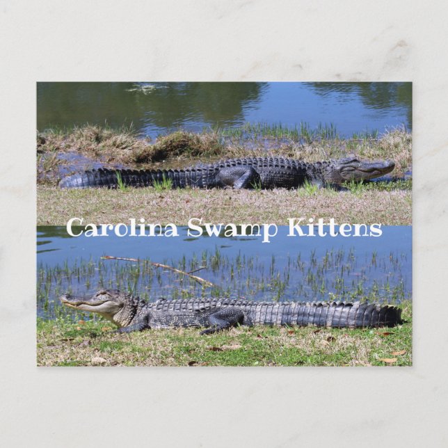 American Alligators Postcard (Front)