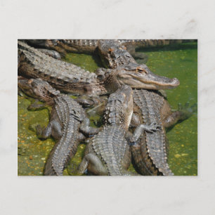 american alligators postcard