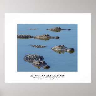 American Alligators Poster