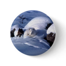 American Arctic Fox