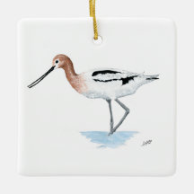 American Avocet