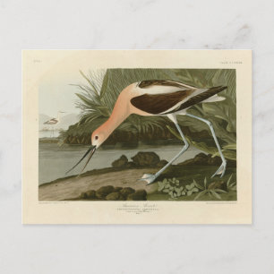 American Avocet from Audubon's Birds of America Postcard