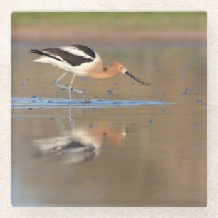American Avocet in the ponds Glass Coaster