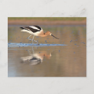 American Avocet in the ponds Postcard