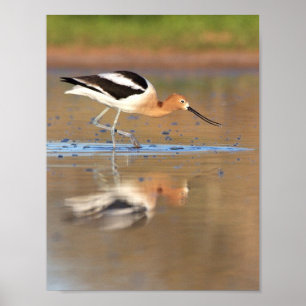 American Avocet in the ponds Poster