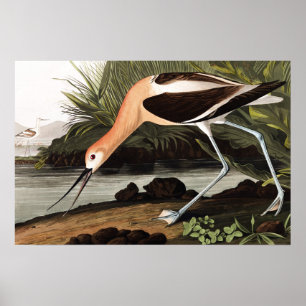 American Avocet Poster