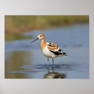 American Avocet standing in water Poster