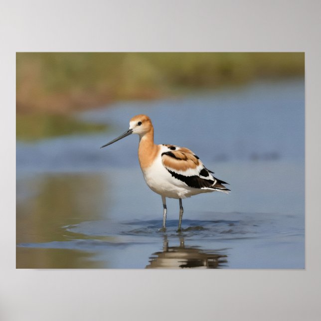 American Avocet standing in water Poster (Front)