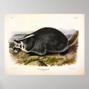 American Badger (Taxidea taxus) by Audubon Poster