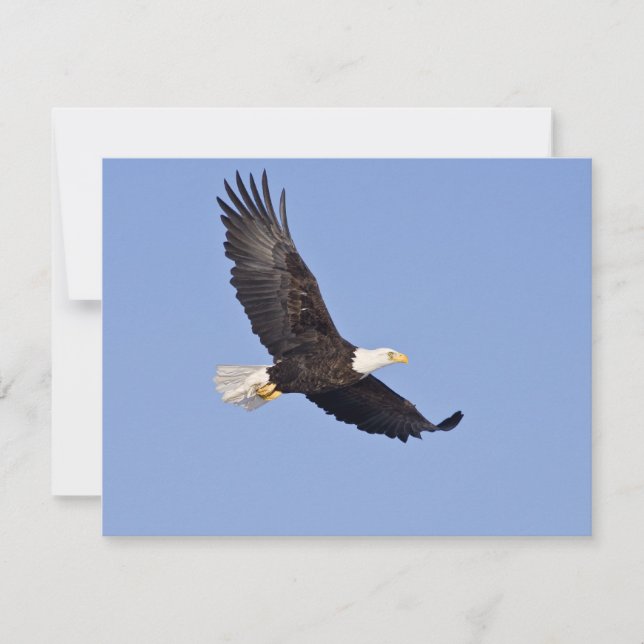 American Bald Eagle (Front)