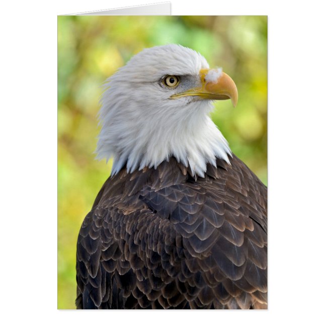 American bald eagle (Front)