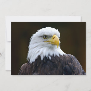 American Bald Eagle
