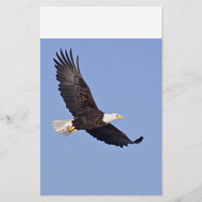 American Bald Eagle (Front)