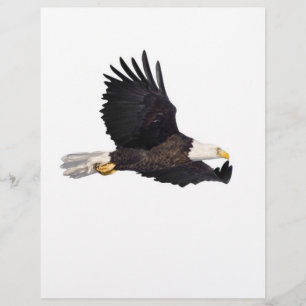 American Bald eagle