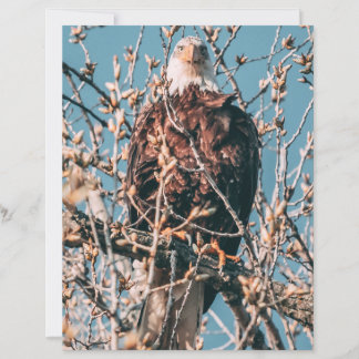 American Bald Eagle