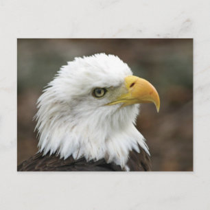 American Bald Eagle 2 Postcard