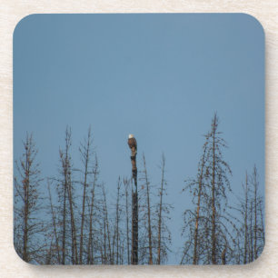 American Bald Eagle 8974 Coaster