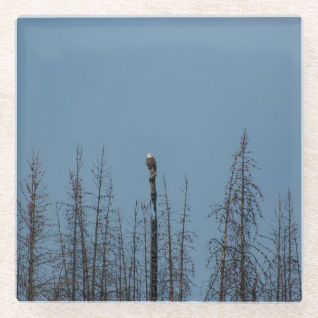 American Bald Eagle 8974 Glass Coaster (Front)