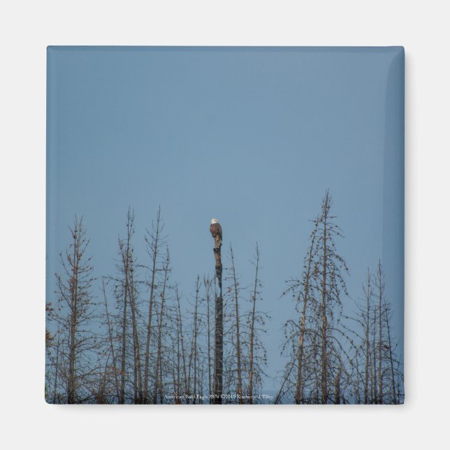 American Bald Eagle 8974 Magnet (Front)