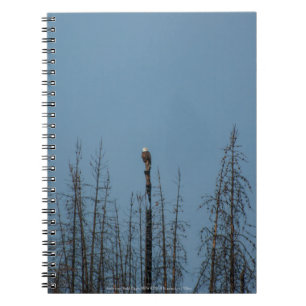 American Bald Eagle 8974 Notebook
