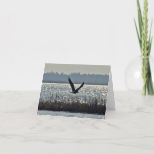 American Bald Eagle Card