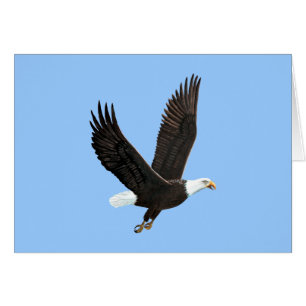 American Bald Eagle Card