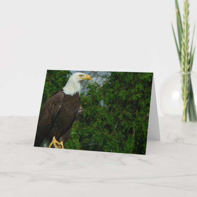 American Bald Eagle  Card (Front)