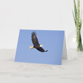 American Bald Eagle Card