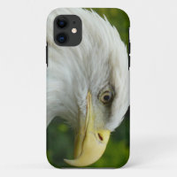American Bald Eagle