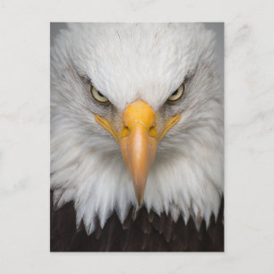 American Bald Eagle Close-up Photo Postcard