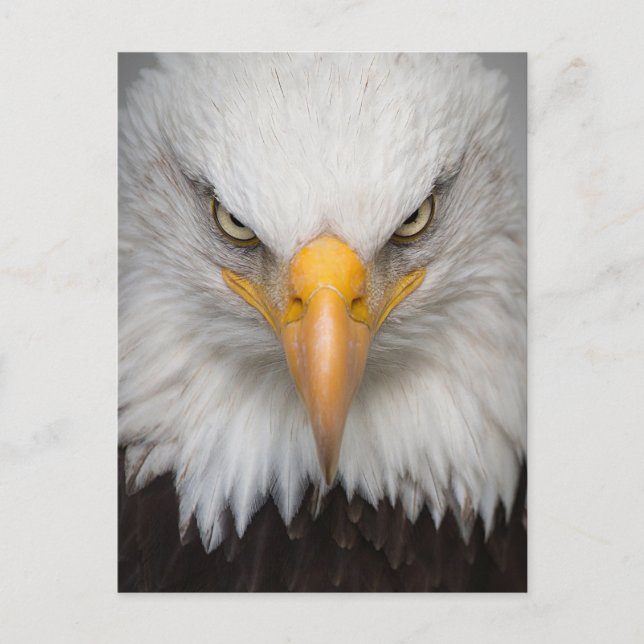 American Bald Eagle Close-up Photo Postcard (Front)