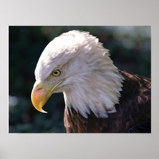 American Bald Eagle Close-Up Poster (Front)