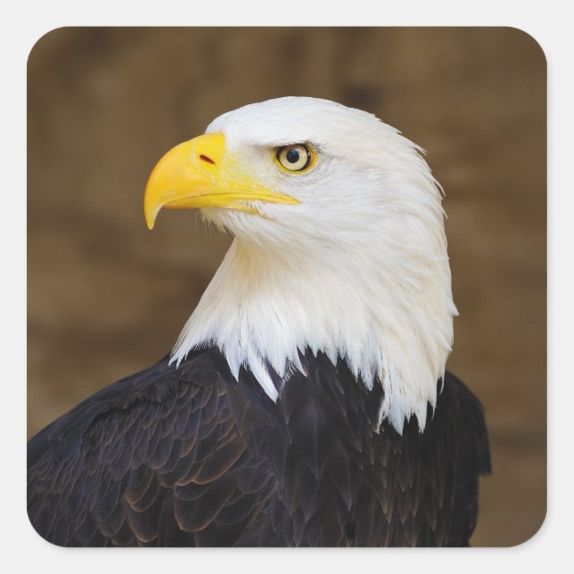 American Bald Eagle Haliaeetus Leucocephalus Square Sticker (Front)