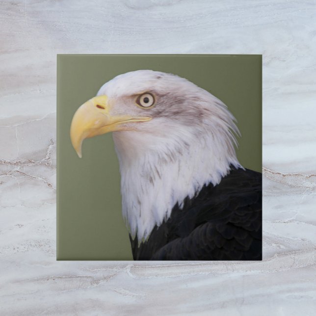 American Bald Eagle Head Ceramic Tile (In Situ)