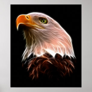 American Bald Eagle Head Poster