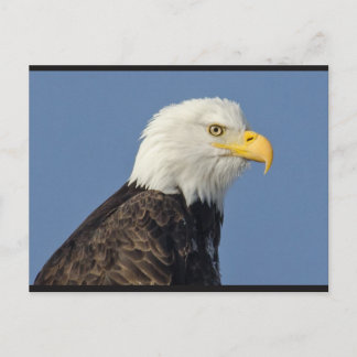 American Bald Eagle II Postcard