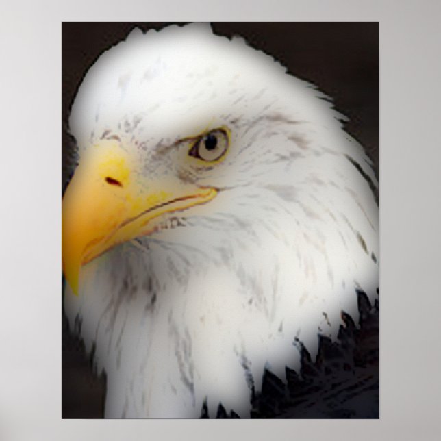 'American Bald Eagle in Portrait' Poster (Front)