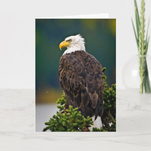 American Bald Eagle Perched Card