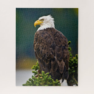 American Bald Eagle Perched Jigsaw Puzzle