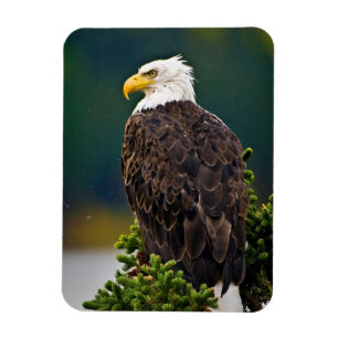 American Bald Eagle Perched Magnet