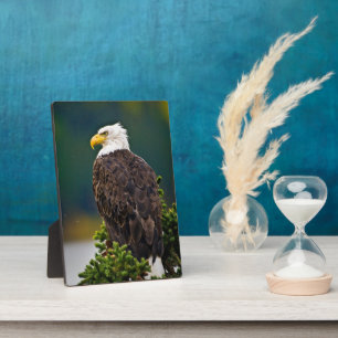 American Bald Eagle Perched Plaque