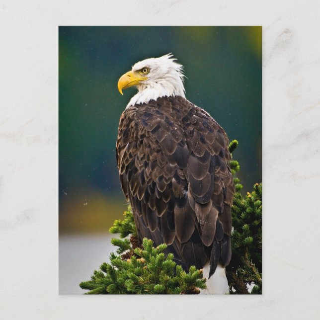 American Bald Eagle Perched Postcard (Front)