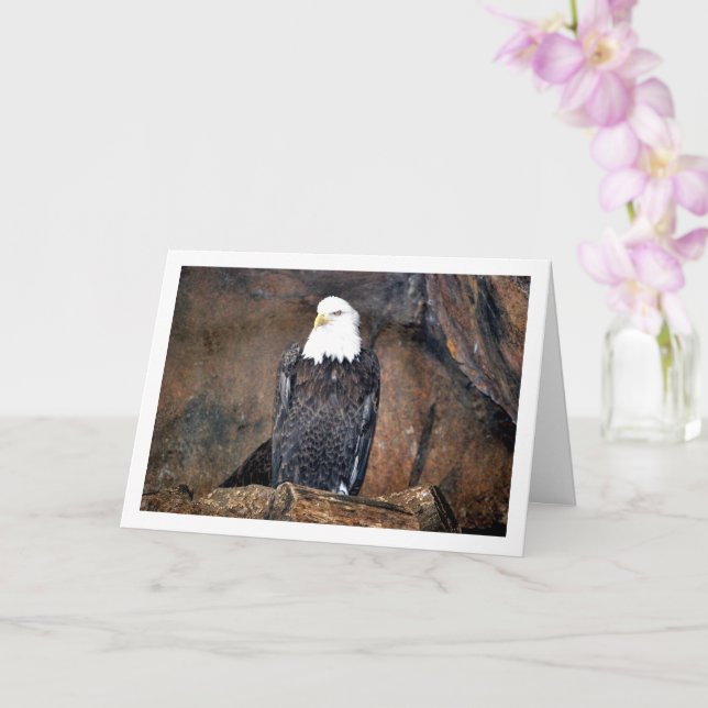 American Bald Eagle Portrait Card (Orchid)