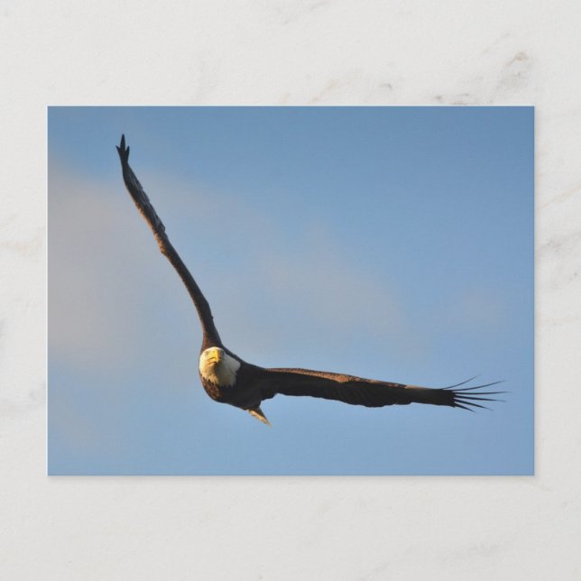American Bald Eagle Postcard (Front)